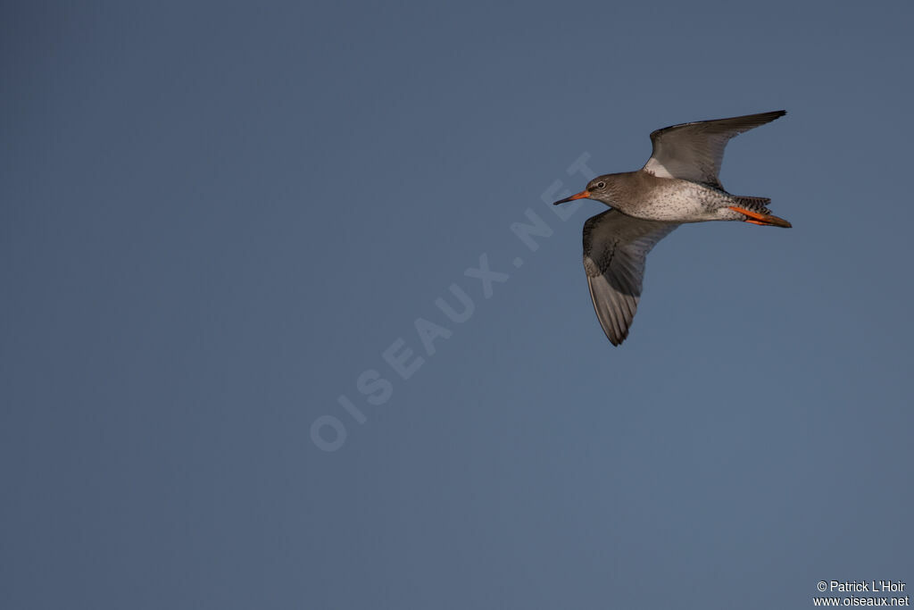 Common Redshankadult post breeding