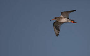 Common Redshank