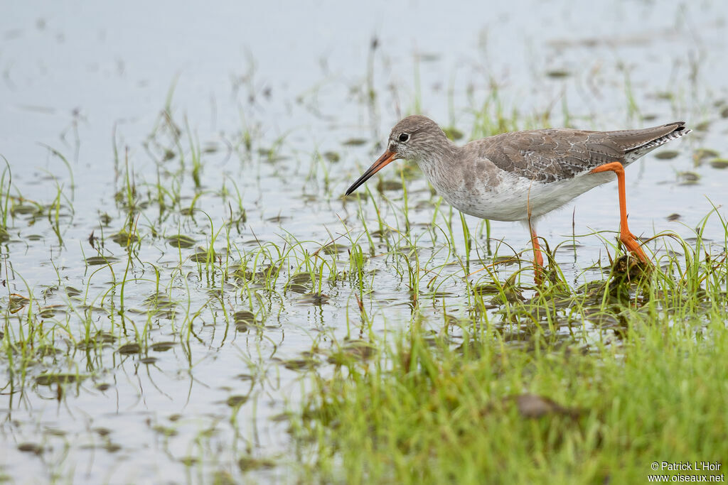 Common Redshankadult post breeding