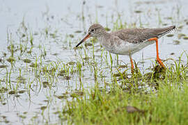 Common Redshank