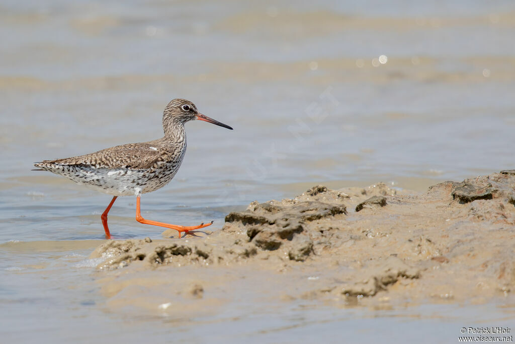 Common Redshank