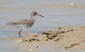 Common Redshank