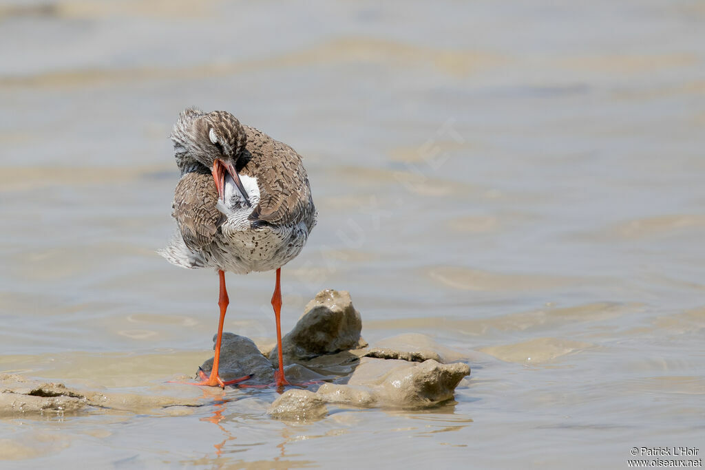 Common Redshank