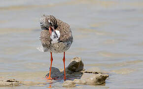 Common Redshank