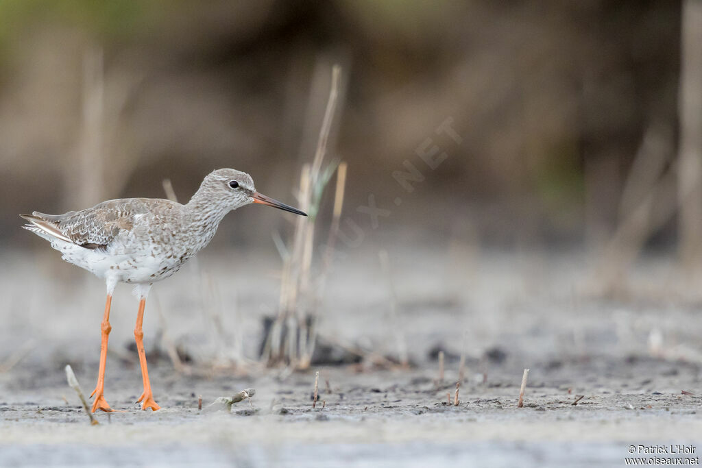 Common Redshank