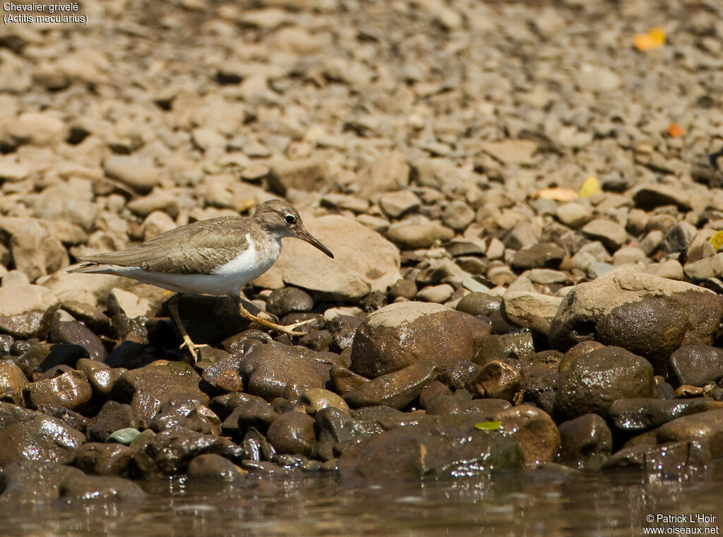 Spotted Sandpiperadult post breeding, identification