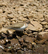 Spotted Sandpiper