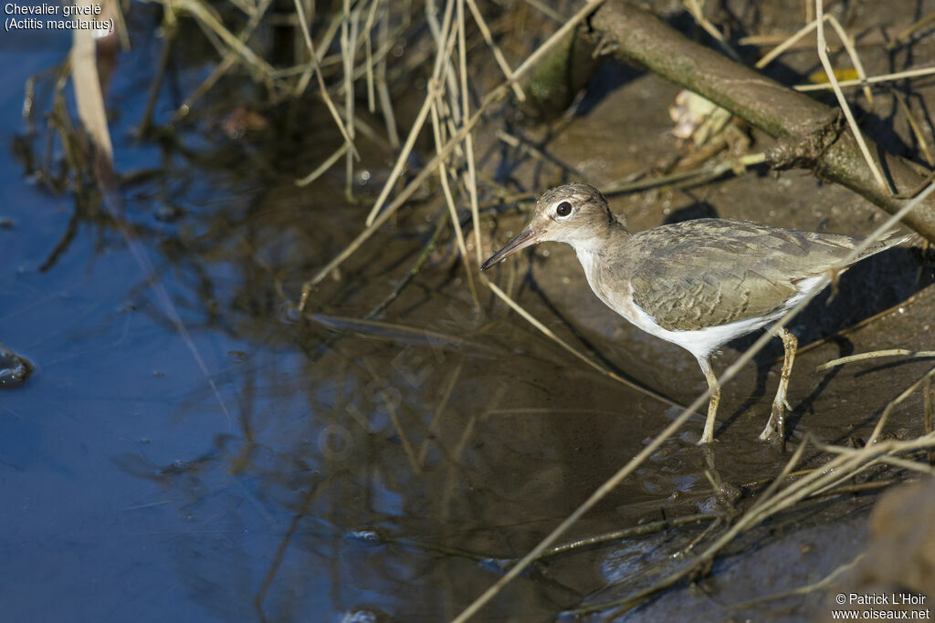 Spotted Sandpiper