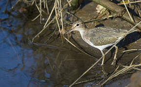 Spotted Sandpiper