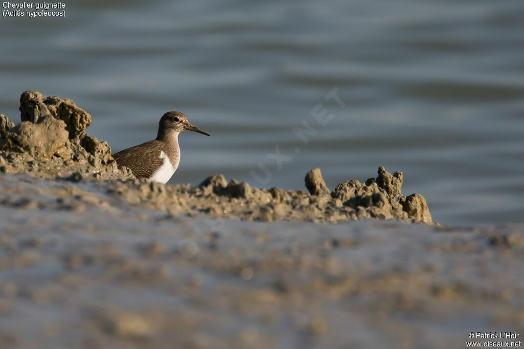 Common Sandpiperadult