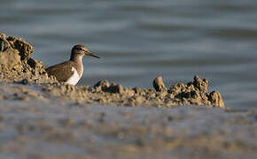 Common Sandpiper