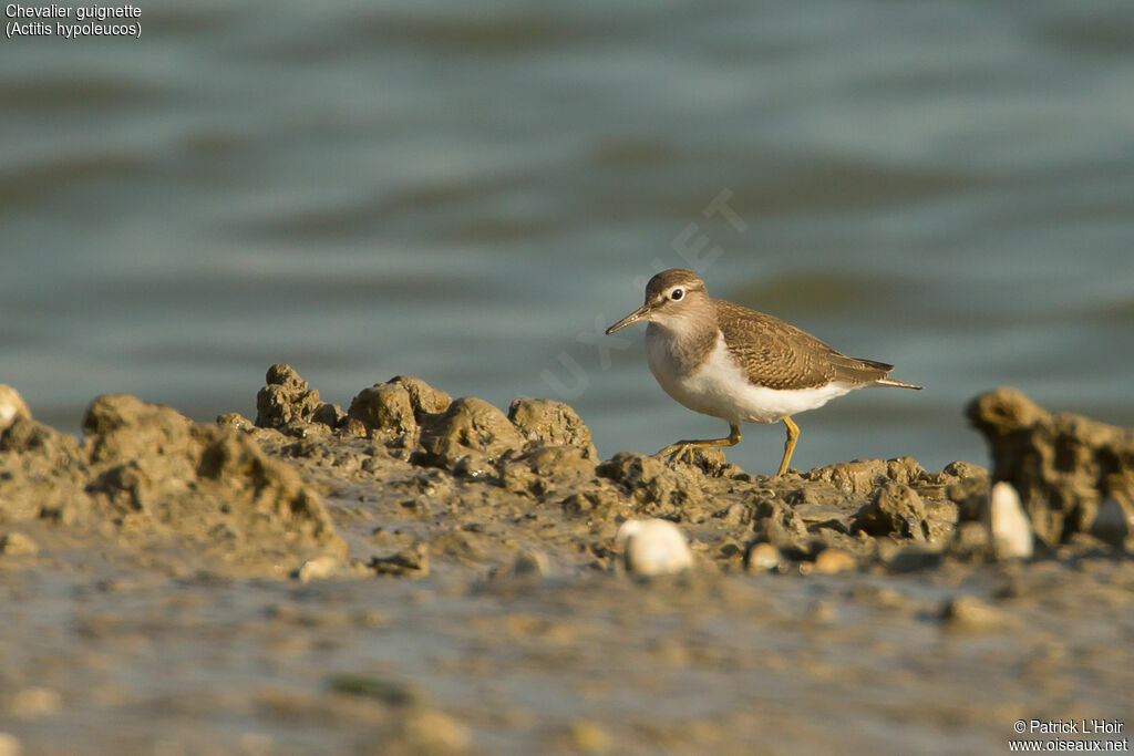 Common Sandpiper