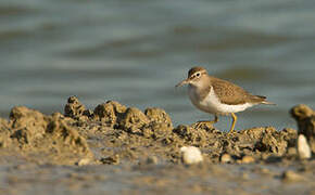 Common Sandpiper