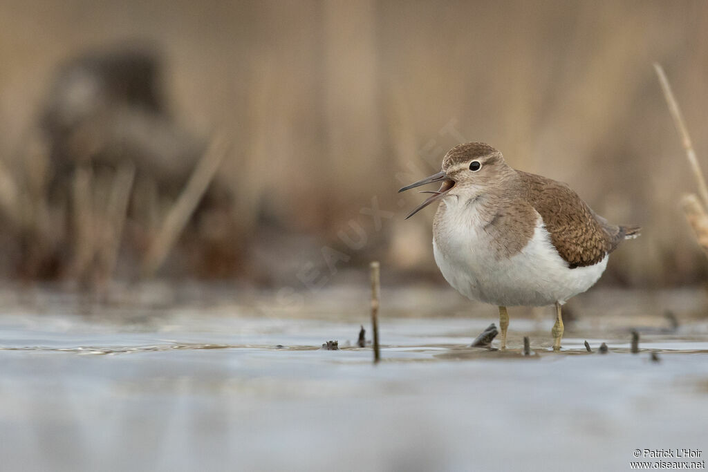 Common Sandpiperadult post breeding