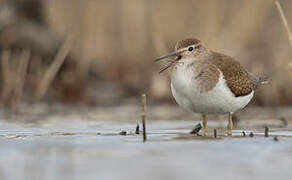 Common Sandpiper