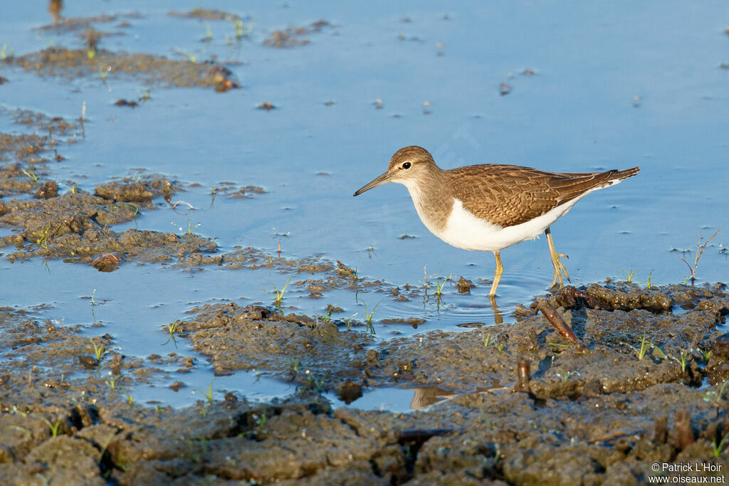 Common Sandpiper