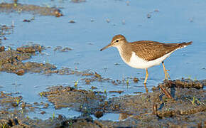 Common Sandpiper