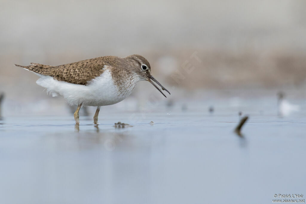 Common Sandpiper
