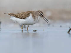 Common Sandpiper