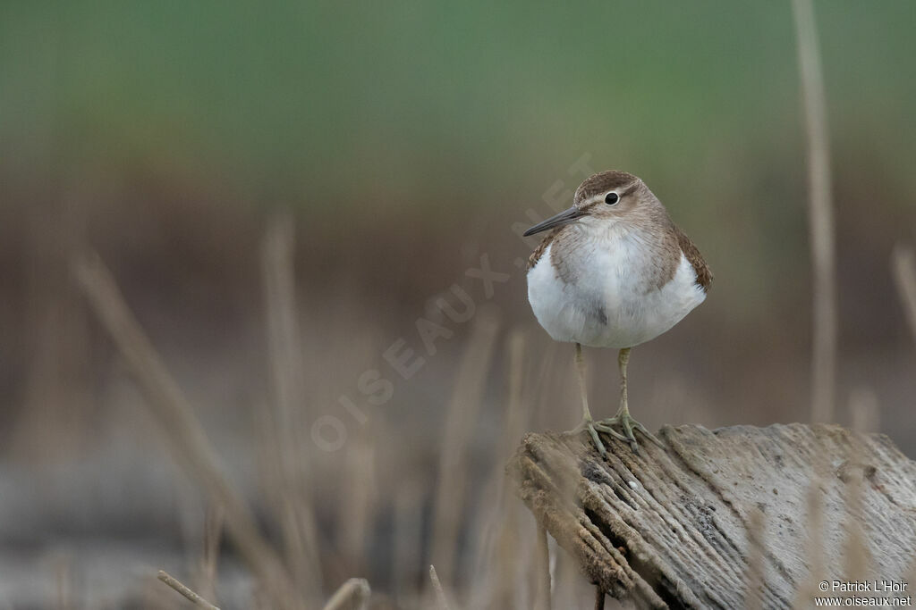 Common Sandpiper