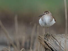 Common Sandpiper