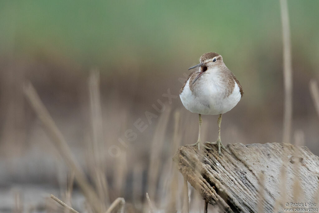 Common Sandpiper