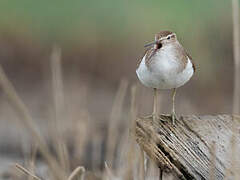 Common Sandpiper