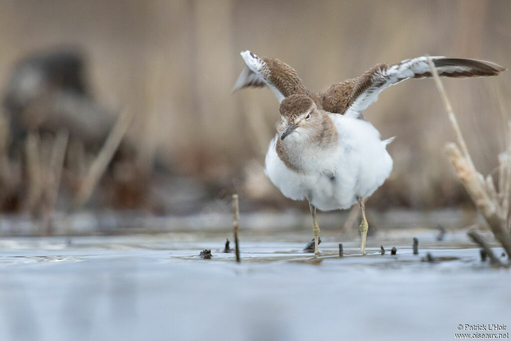 Common Sandpiper