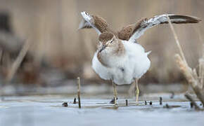 Common Sandpiper