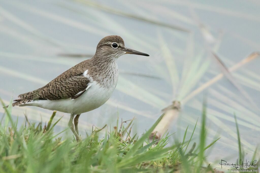 Common Sandpiper