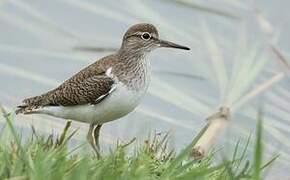 Common Sandpiper