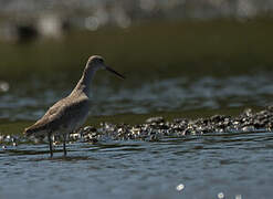 Willet