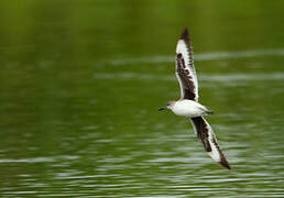 Willet