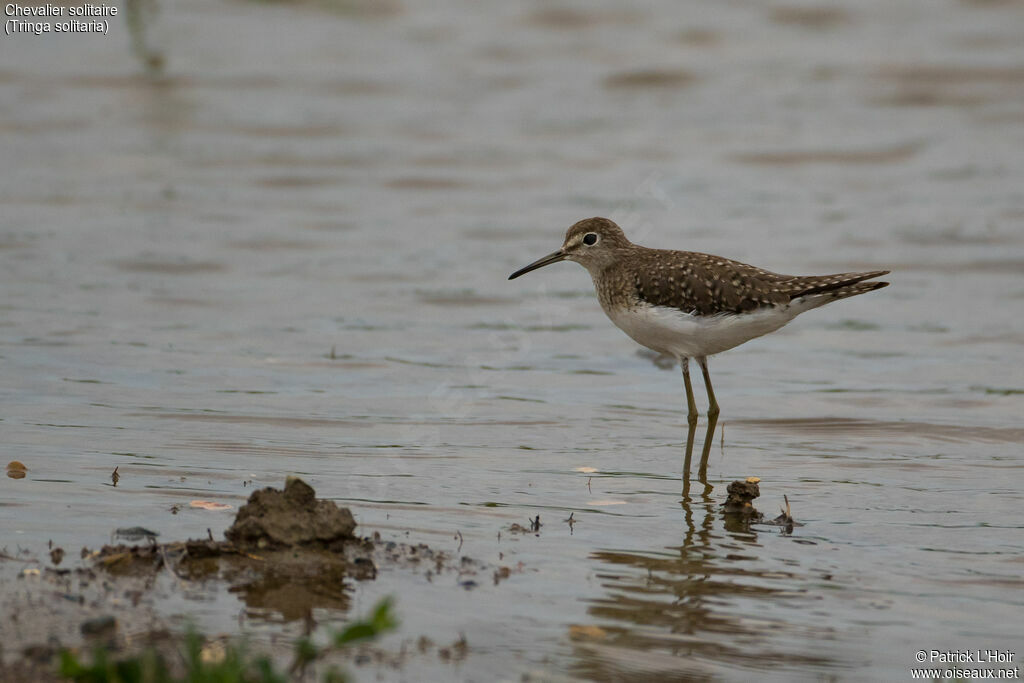 Solitary Sandpiper