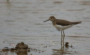 Solitary Sandpiper