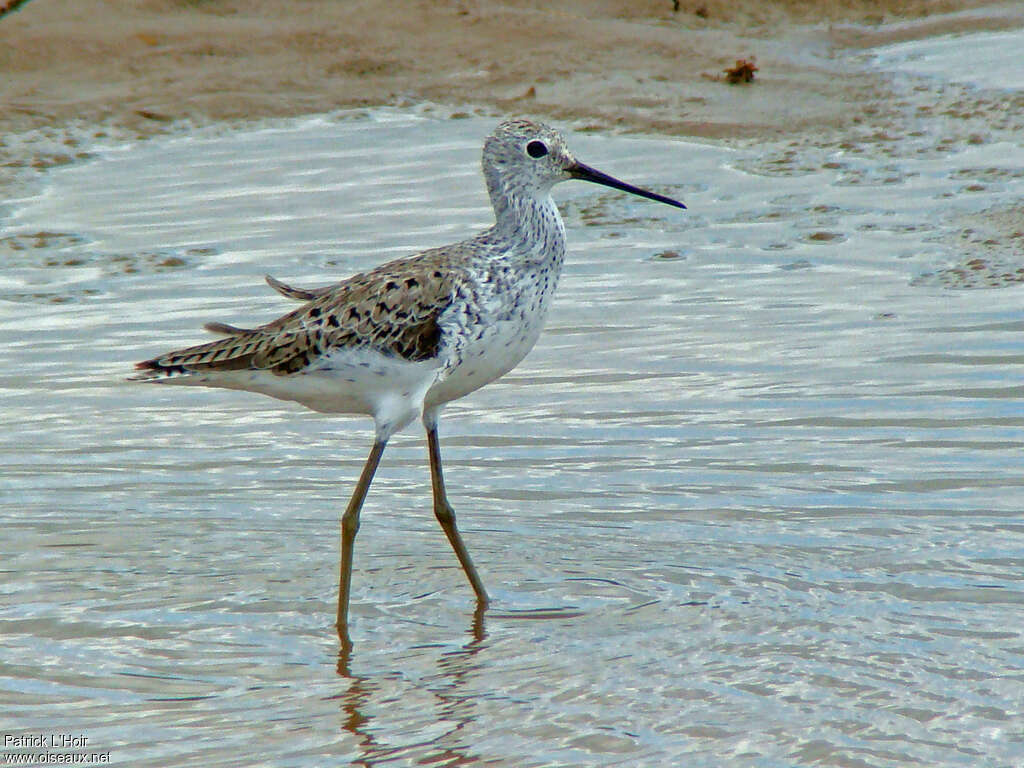 Chevalier stagnatileadulte nuptial, identification