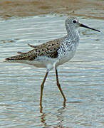 Marsh Sandpiper