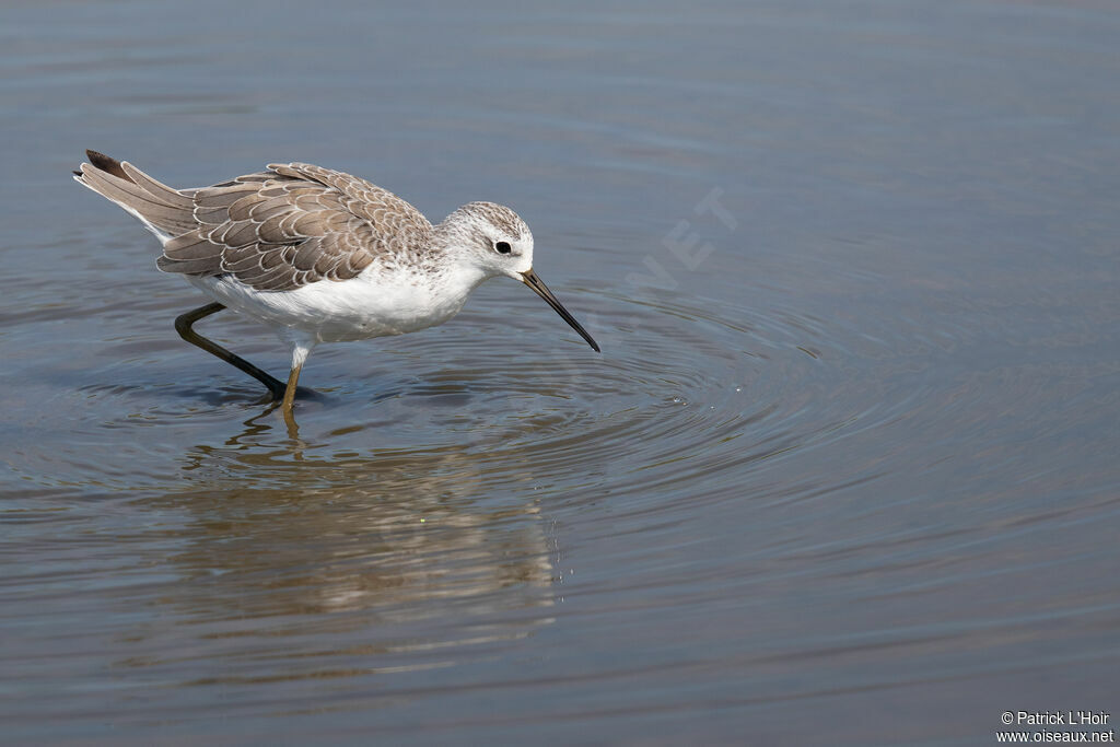 Marsh Sandpiper