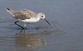 Marsh Sandpiper