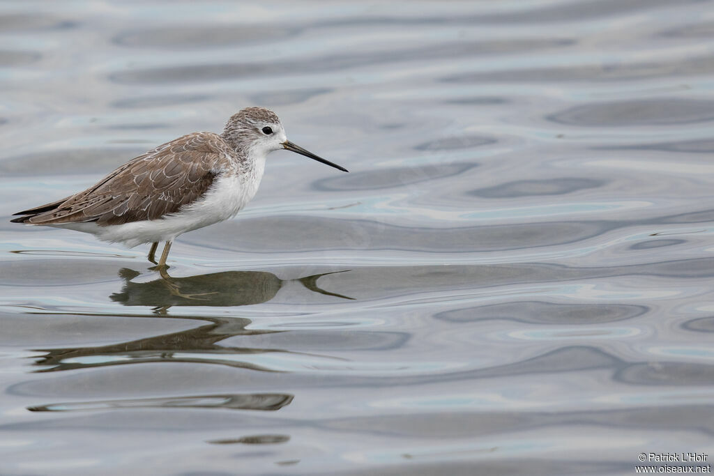 Marsh Sandpiperadult post breeding