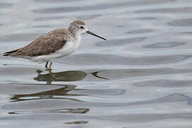 Marsh Sandpiper