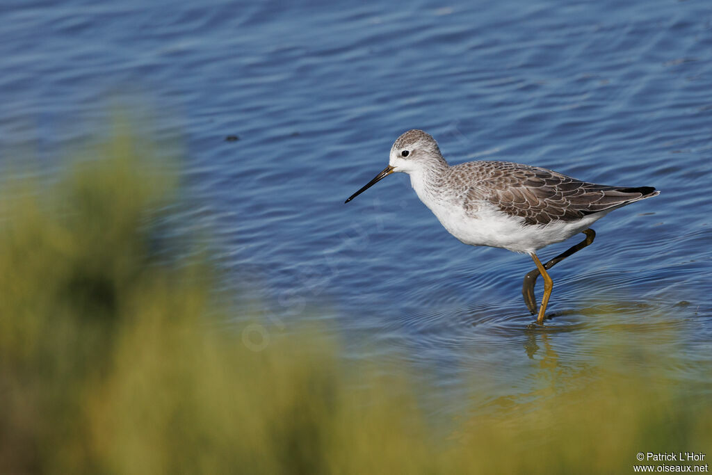 Marsh Sandpiper