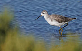 Marsh Sandpiper