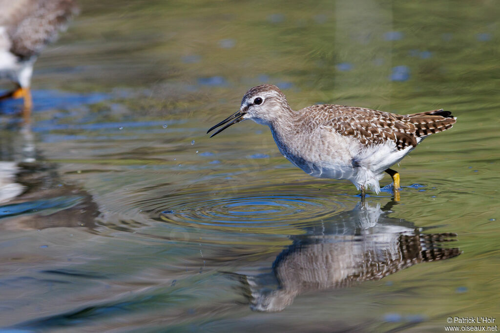 Wood Sandpiper