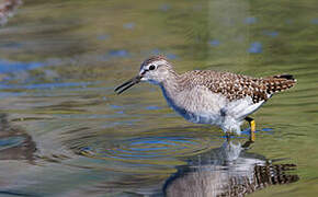 Wood Sandpiper