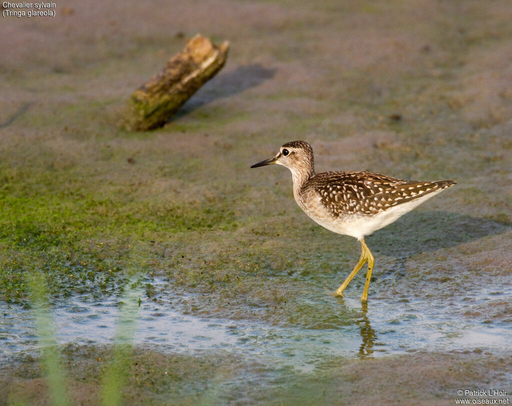 Wood Sandpiperadult