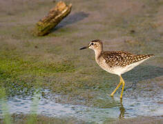 Wood Sandpiper