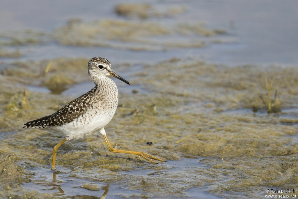 Wood Sandpiper