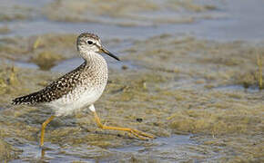 Wood Sandpiper