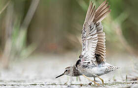 Wood Sandpiper